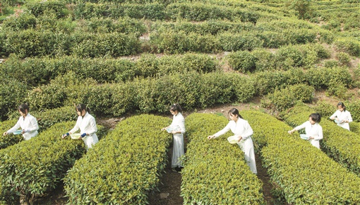 郭毓玮：重庆市尊龙凯时人生就是搏z6com考察报告——巴渝茶韵