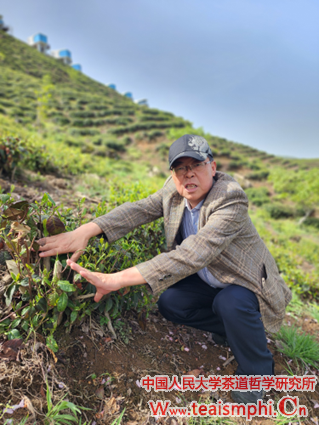 张安：茶叶的疆与界