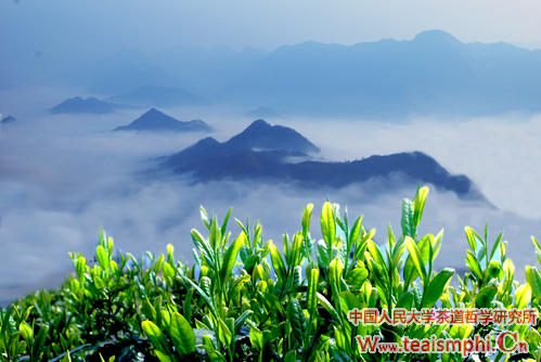 王雅清：陕西茶产业现状，困境与出路