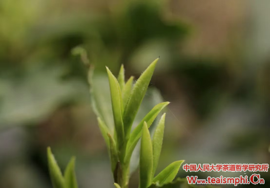 王雅清：一书一世界，一叶一菩提——读《茶 一片树叶的传说和历史》