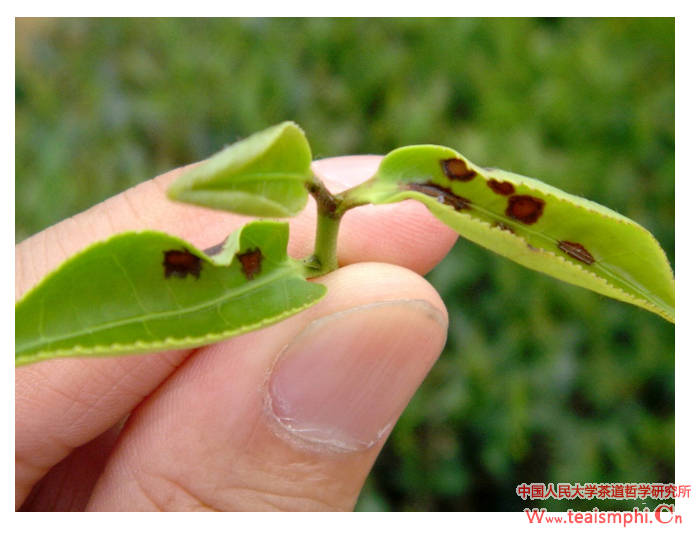 王巍：茶：文化载体还是文化模型